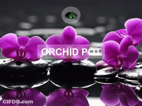 A Picture Of Purple Orchids And Black Rocks With The Words Orchid Pot Below Them GIF