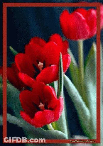 A Picture Of Red Flowers With A Red Border And The Words " A Collections Design " On The Bottom GIF