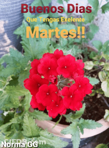 A Picture Of Red Flowers With The Words Buenos Dias Que Tengas Exlente Martes On It GIF