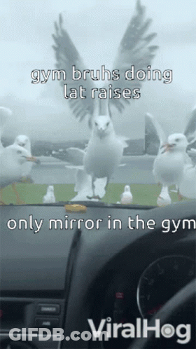A Picture Of Seagulls With A Caption That Says Gym Bruhs Doing Lat Raises Only Mirror In The Gym Viralhog GIF
