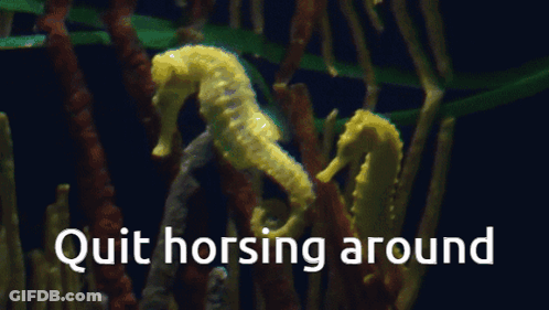 A Picture Of Seahorses With The Words Quit Horsing Around Underneath GIF