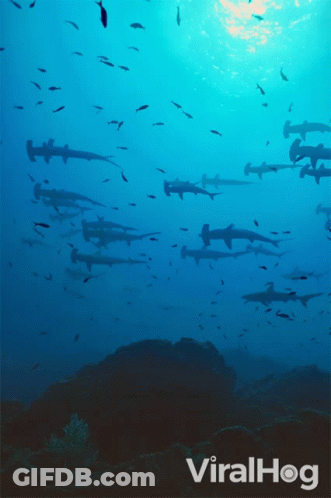 Sharks In Ocean With Viralhog Text GIF