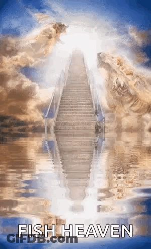 A Picture Of Stairs Leading Up To Heaven With The Words `` Fish Heaven '' Written On It . GIF