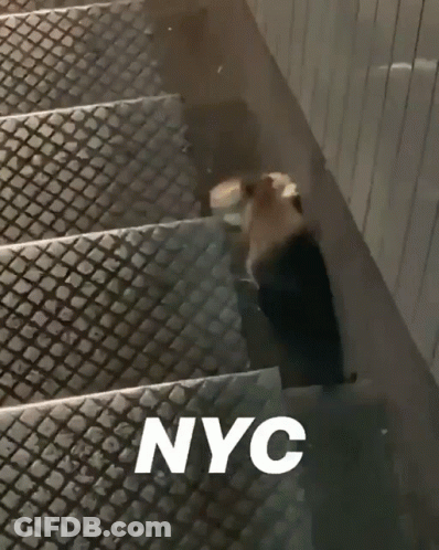 A Picture Of Stairs With Nyc Written On It GIF