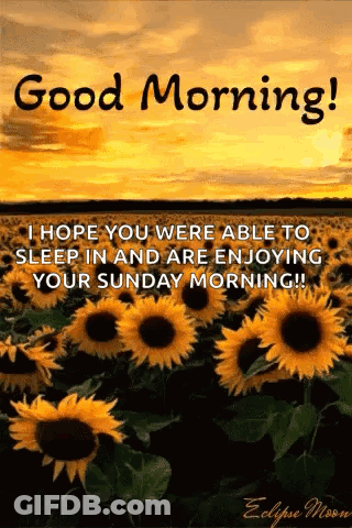 A Picture Of Sunflowers With The Words Good Morning I Hope You Were Able To Sleep In And Are Enjoying Your Sunday Mornin GIF