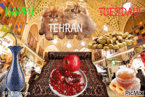 A Picture Of Tehran With Two Cats And A Plate Of Pomegranate Seeds GIF