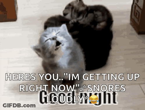 A Picture Of Three Cats With The Caption Heres You Im Getting Up Right Now Snores Cloudy Night GIF