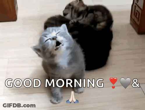 A Picture Of Three Cats With The Words Good Morning & Hearts GIF