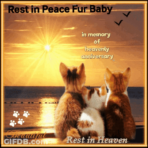 A Picture Of Three Kittens With The Words Rest In Peace Fur Baby In Memory Of Heavenly Anniversary GIF