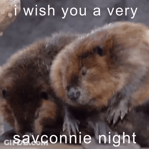 A Picture Of Two Beavers With The Caption I Wish You A Very Savonnie Night GIF
