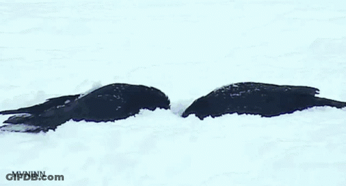A Picture Of Two Birds In The Snow With The Letters Mvninn Below Them GIF