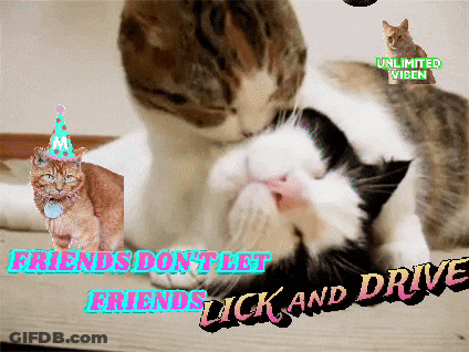 A Picture Of Two Cats With The Words Friends Do N't Let Friends Lick And Drive On The Bottom GIF