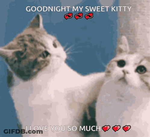 A Picture Of Two Cats With The Words Goodnight My Sweet Kitty I Love You So Much Above Them GIF