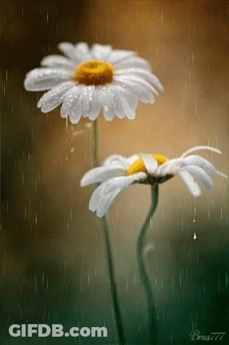 A Picture Of Two Daisies In The Rain With The Name Brus777 On The Bottom GIF
