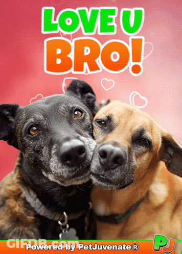 A Picture Of Two Dogs With The Words Love U Bro GIF
