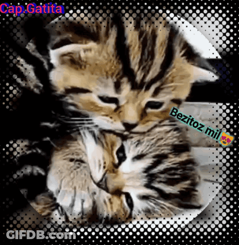 A Picture Of Two Kittens With The Caption Cap.gatita Below Them GIF