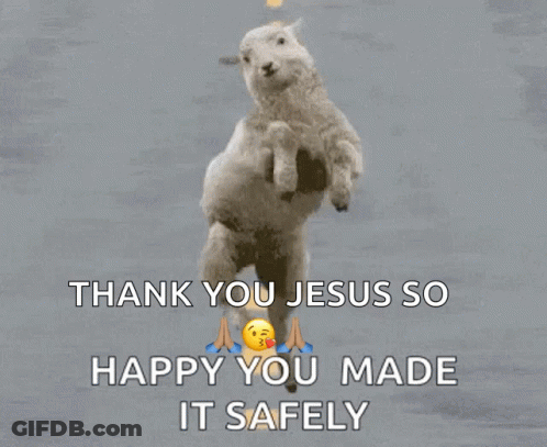 A Picture Of Two Sheep Jumping In The Air With The Words Thank You Jesus So Happy You Made It Safely GIF