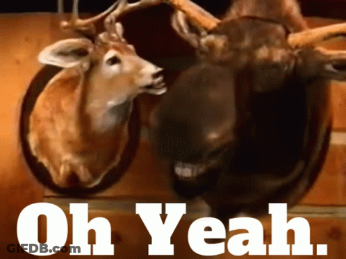 A Picture Of Two Stuffed Deer Heads With The Words Oh Yeah Above Them GIF