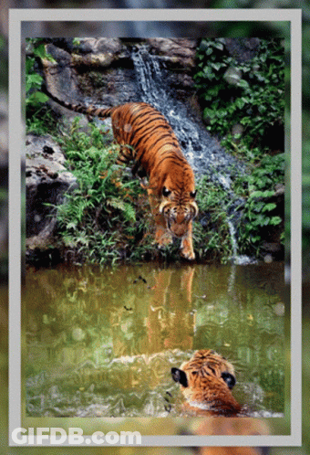 A Picture Of Two Tigers In A Pond With A Waterfall Behind Them GIF