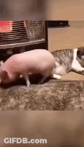 A Pig And A Cat Are Playing With Each Other On A Rug . GIF