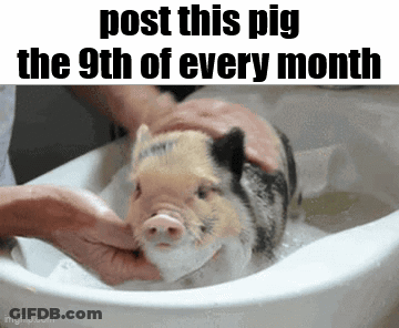 A Pig Is Being Bathed In A Sink With The Caption Post This Pig The 9Th Of Every Month . GIF