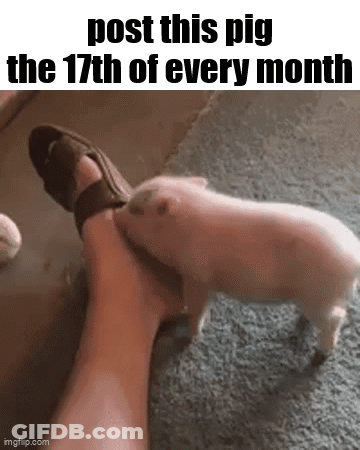 A Pig Is Biting A Person 'S Foot With A Caption That Says Post This Pig The 17Th Of Every Month GIF