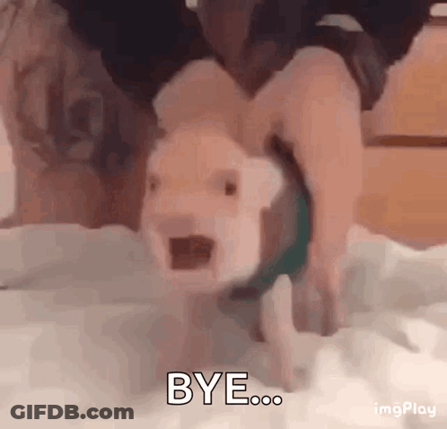 A Pig Is Crawling On Its Hind Legs On A Bed While Being Held By A Person . GIF