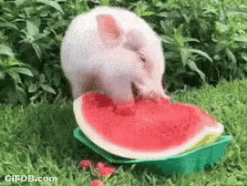 A Pig Is Eating A Slice Of Watermelon In A Green Container . GIF