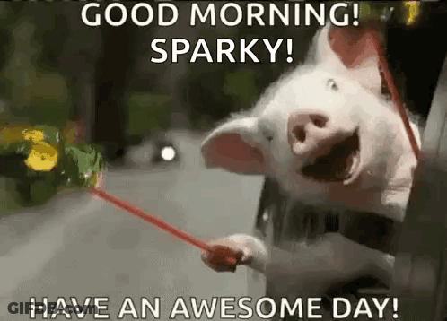 A Pig Is Holding A Stick In Its Mouth And Says `` Good Morning Sparky Have An Awesome Day '' . GIF