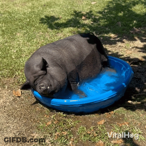 A Pig Is Laying In A Blue Bucket Of Water With The Words Viralhog Written Below It GIF