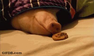 A Pig Is Laying On A Bed With Its Head On A Cookie . GIF