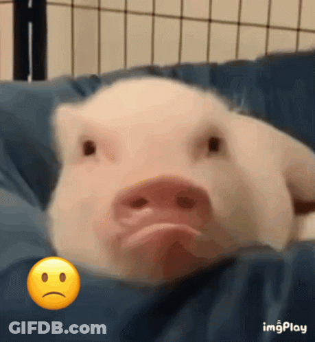 A Pig Is Laying On A Blue Pillow Next To A Sad Face Emoji GIF