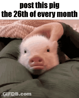 A Pig Is Laying On A Person 'S Lap And A Person Is Holding It . GIF