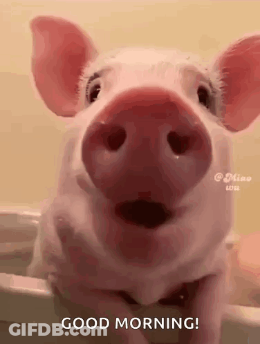 A Pig Is Sitting In A Bathtub With Its Mouth Open And Says Good Morning . GIF