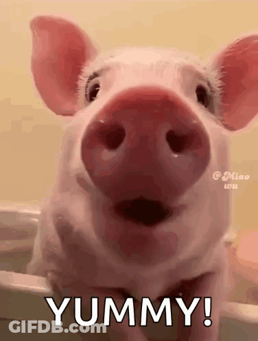 A Pig Is Sitting In A Bathtub With Its Mouth Open And The Words Yummy Written On It . GIF