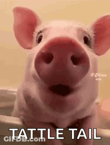 A Pig Is Standing In A Bathtub With Its Mouth Open And The Words Tattle Tail Written On The Bottom . GIF