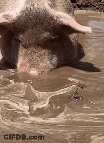 A Pig Is Standing In A Muddy Puddle Of Water GIF