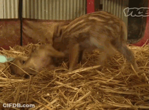 A Pig Is Standing In A Pile Of Hay With The Word Vice Visible GIF