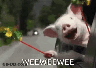 A Pig Is Sticking Its Head Out Of A Car Window Holding A Red Stick . GIF