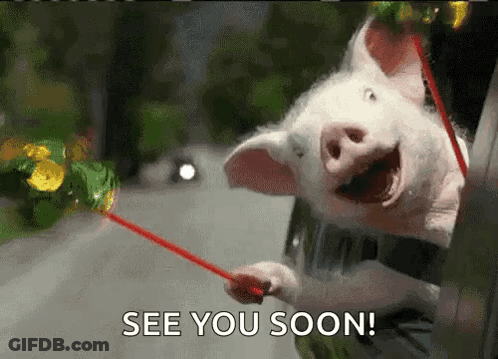 A Pig Is Sticking Its Head Out Of A Car Window While Holding A Red Straw And Saying See You Soon . GIF