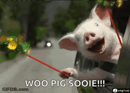 A Pig Is Sticking Its Head Out Of A Car Window With The Words Woo Pig Sooie Below It GIF