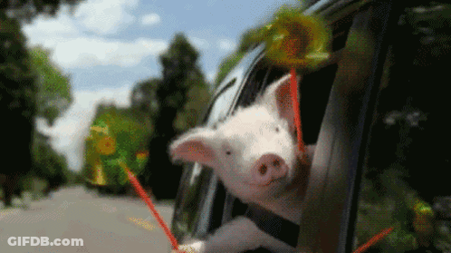 A Pig Is Sticking Its Head Out Of The Window Of A Car . GIF