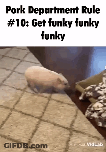 A Pig Is Walking On A Rug With The Words Pork Department Rule # 10 Get Funky Funky Funky GIF