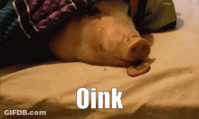 A Pig Laying On A Bed With The Word Oink Written On The Bottom GIF