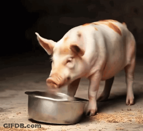 A Pig Standing Next To A Bowl Of Food GIF