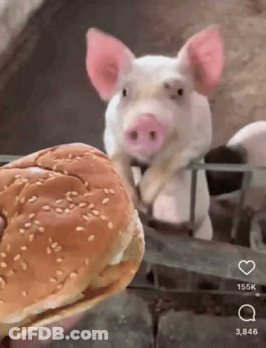 A Pig Standing Next To A Hamburger With Sesame Seeds GIF