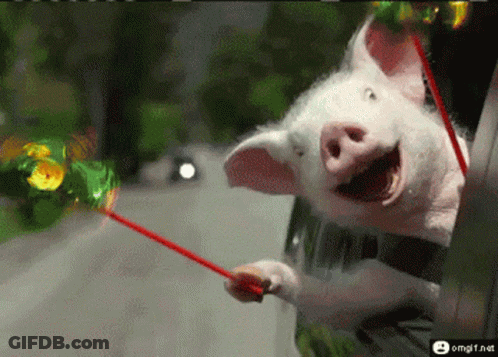 A Pig Sticking Its Head Out Of A Car Window GIF