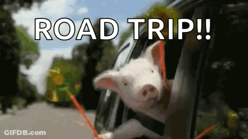 A Pig Sticking Its Head Out Of A Car Window With The Words `` Road Trip '' Written Above It . GIF