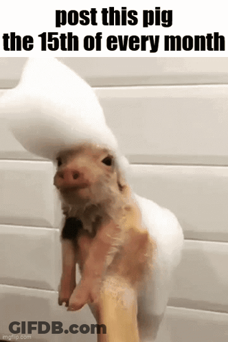 A Pig Wearing A Foam Hat Is Being Held By A Person . GIF