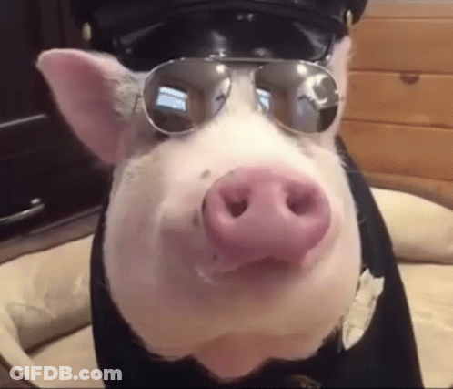A Pig Wearing A Police Uniform And Sunglasses Is Sitting In A Dog Bed . GIF
